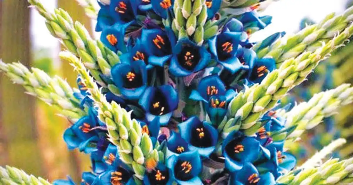 Bromeliad Society Of Australia - Bus Trip To Mount Tomah
