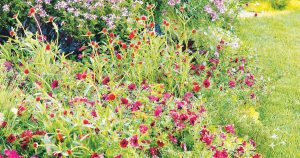 Open Gardens 2023