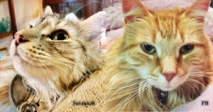 Pets At Work: Australian Cats