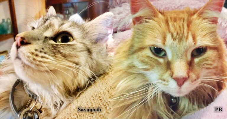 Pets At Work: Australian Cats