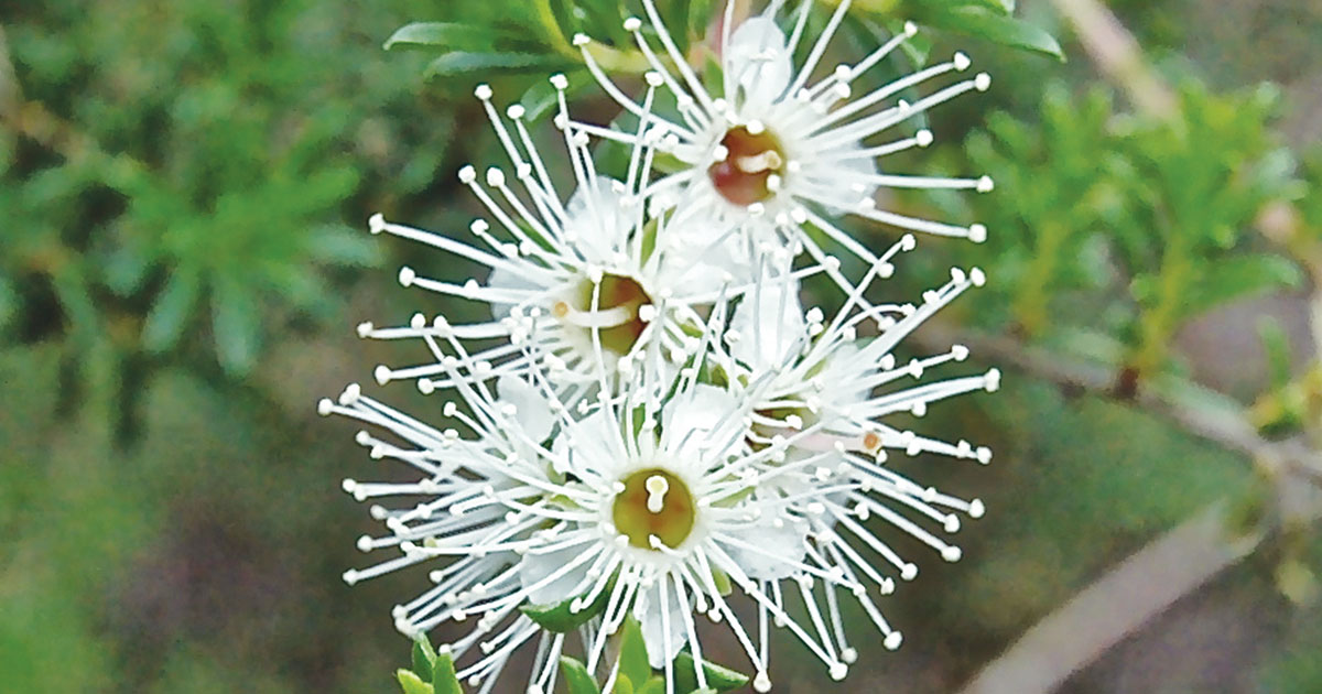 Native Flowers