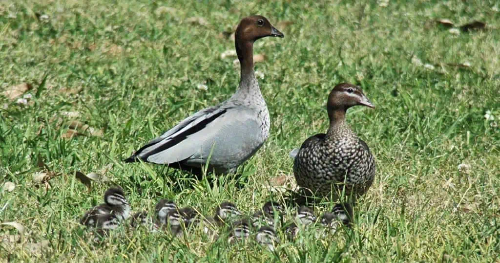 Pacific Black Duck