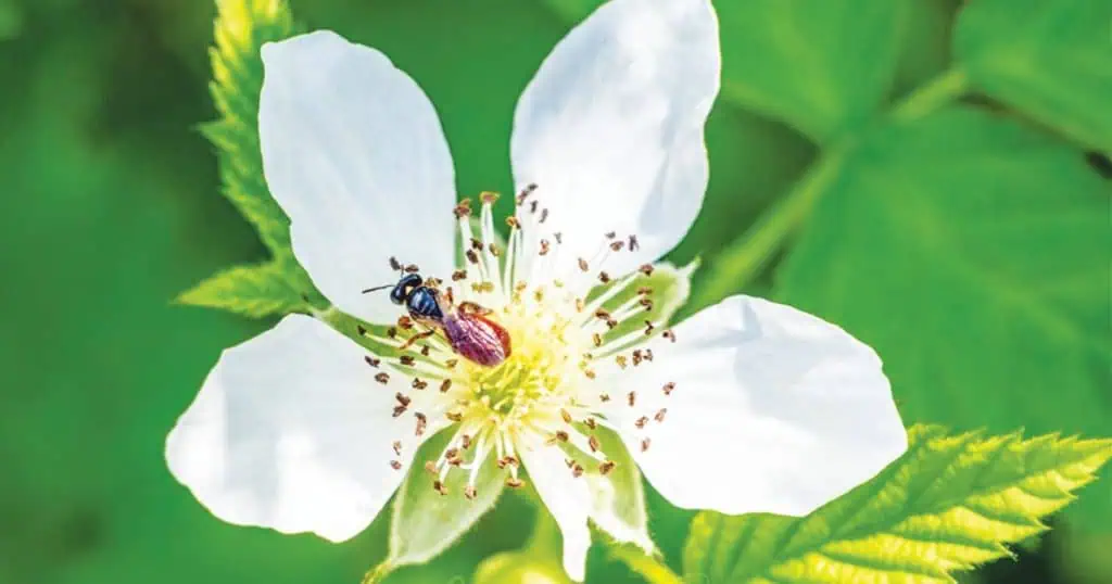 Insect pollination
