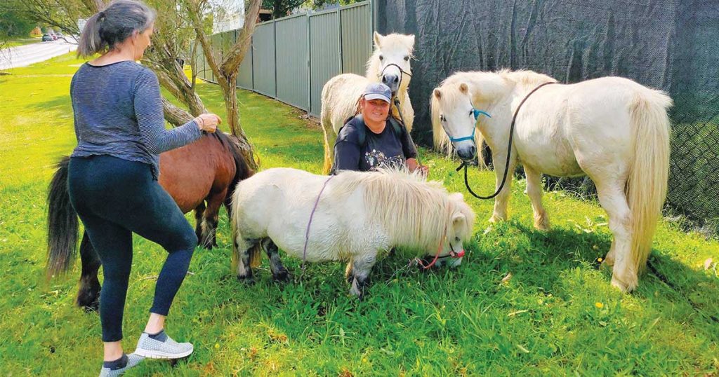 Pets At Work : Miniature Horse