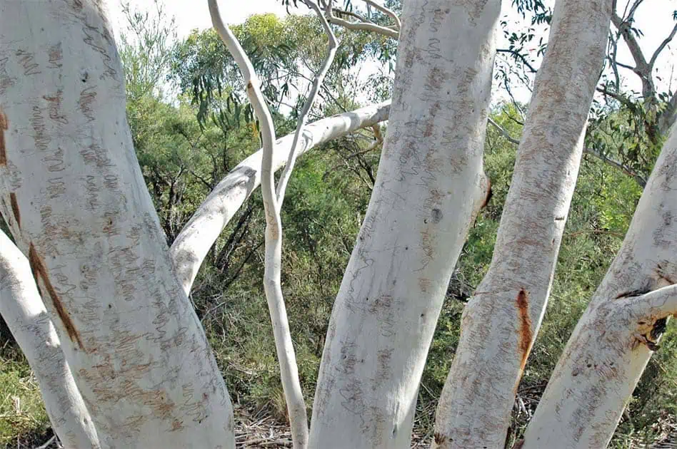 Hidden In The Hills: Scribbly Gum