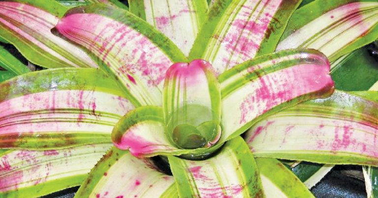 Bromeliad Society Of Australia Meeting On 10th February