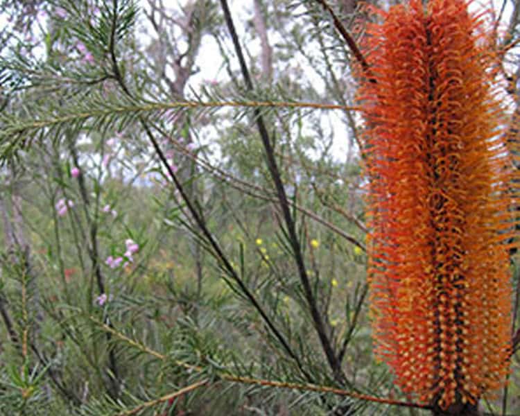 Lloyd Trig and Deerubbin loop bushwalk, Cowan