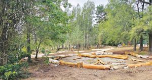 Developing a Unique “Children’s Forest” in Fagan Park