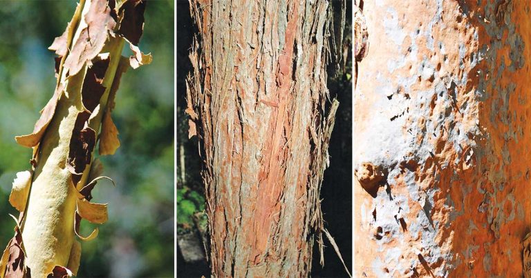 Hidden In The Hills - Tree Barks