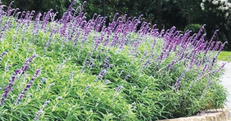 Galston District Garden Club