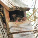 Still Creek Landcare: Tree Hollows and Wildlife Boxes