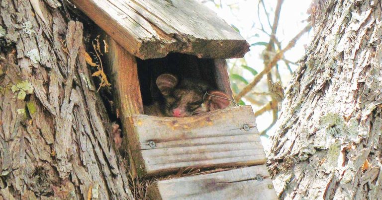 Still Creek Landcare: Tree Hollows and Wildlife Boxes
