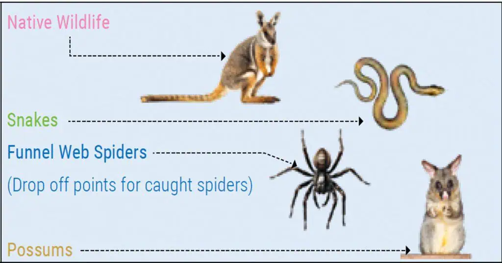 Information for Rescuing Native Animal