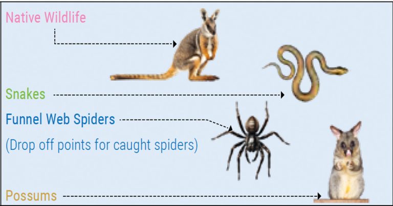 Information for Rescuing Native Animal