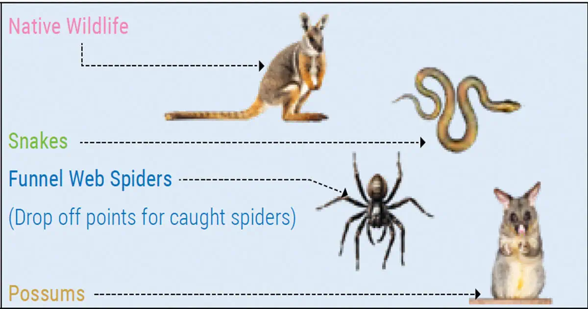 Information for Rescuing Native Animal
