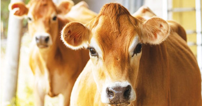 A Moo-vn’ Story Fagan Park Jersey Cows