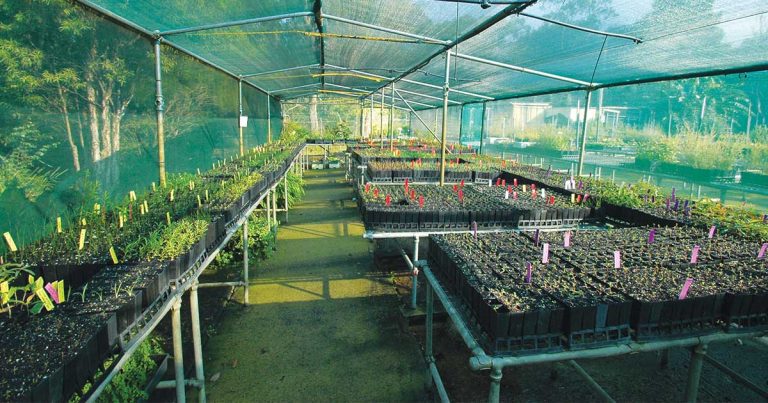 Hidden in The Hills – Hills Community Nursery