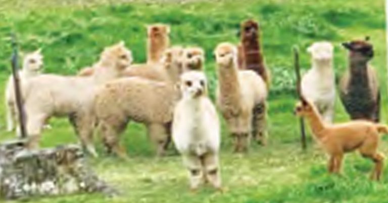 Pets At Work – Woolpaca Farm