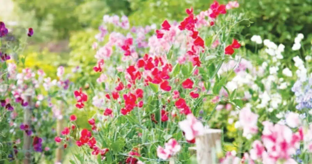 Galston District Garden Club