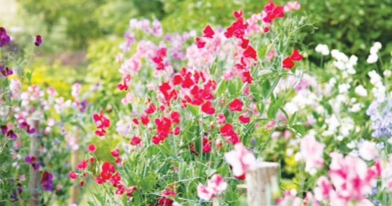 Galston District Garden Club