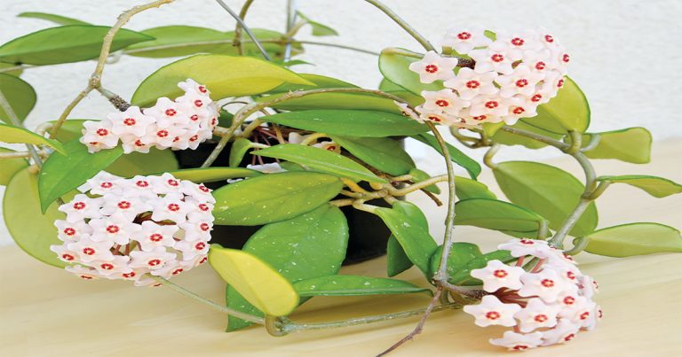 Dural & Hills District Garden Club