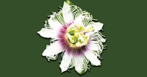 Galston District Garden Club - Grow Passionfruit Vine