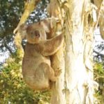 NSW Koala Strategy Review
