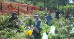 Still Creek Landcare: Free Native Plants