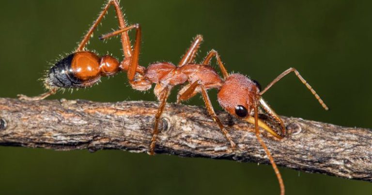 Hidden In The Hills - Insects