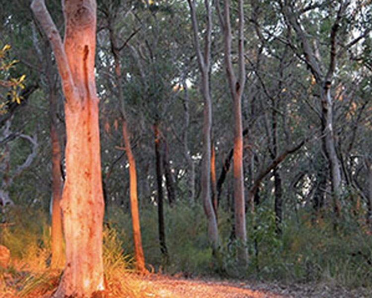 Tippers Lookout Bushwalk, Cowan