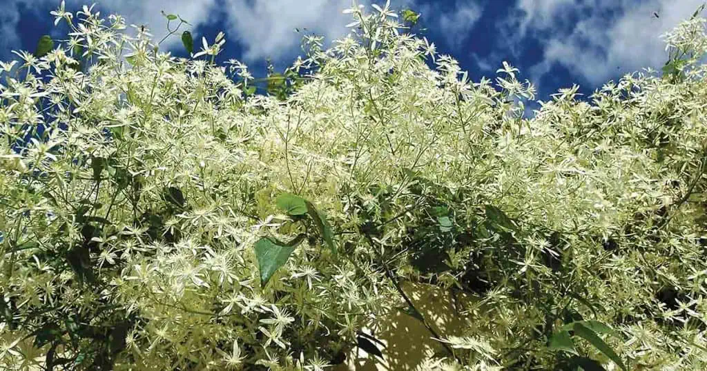 Hidden in the Hills: Climbing Clematis