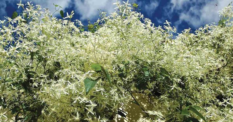 Hidden in the Hills: Climbing Clematis