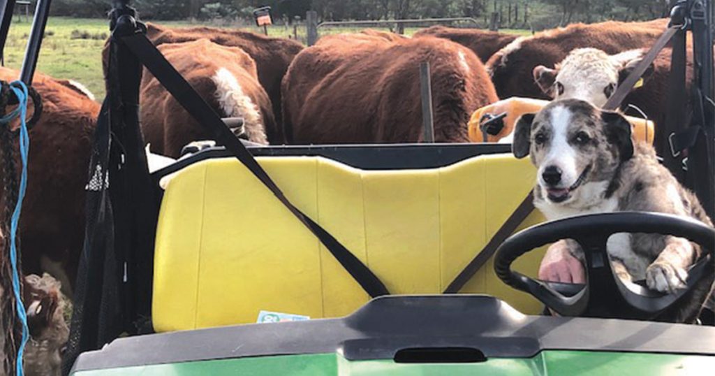 Pets At Work: 15-Year-Old Border Collie Mix Still Bossing