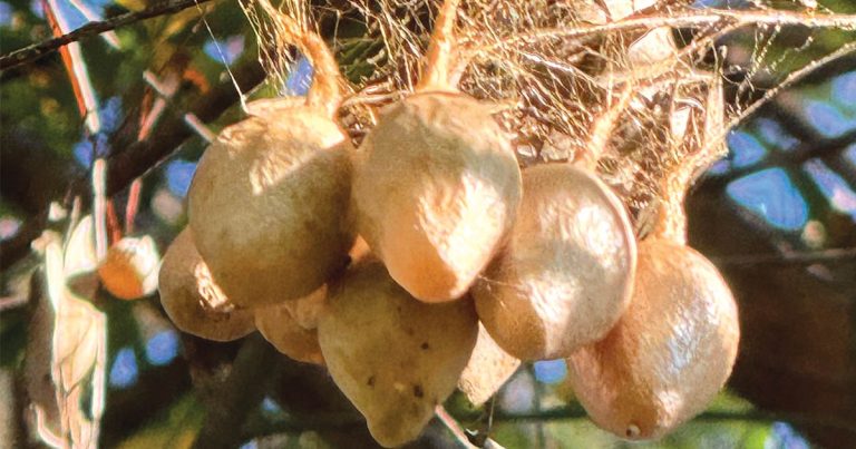 Still Creek Landcare: The Magnificent Spider and Her Mysterious Looking Egg Sacs