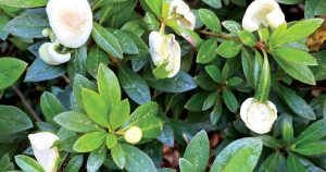Azalea Gall