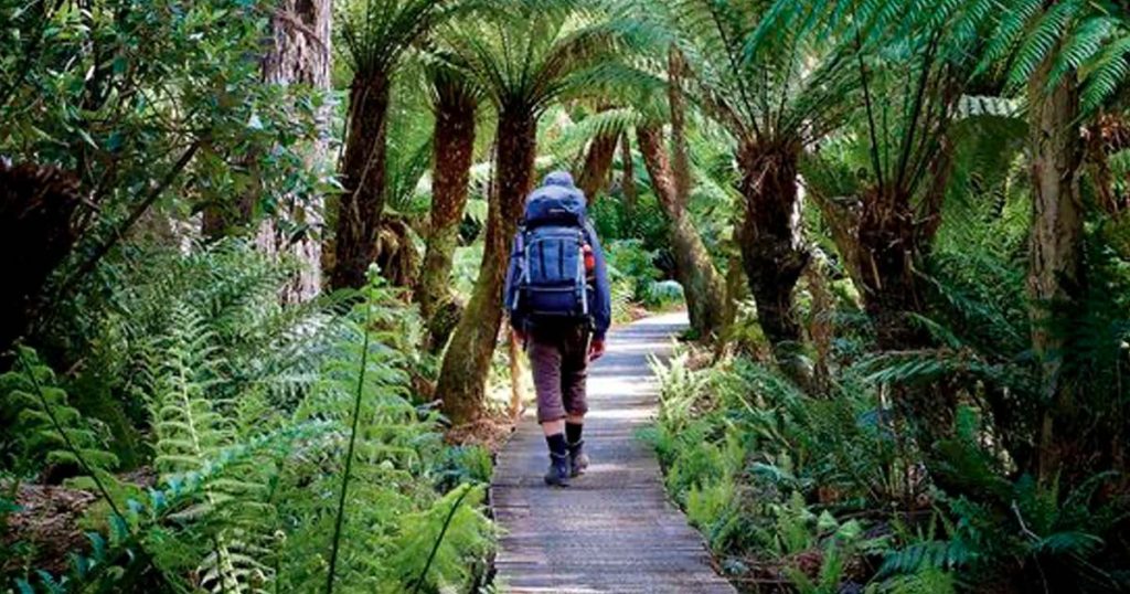 Free Guided Winter Bushwalks For All Ages And Abilities