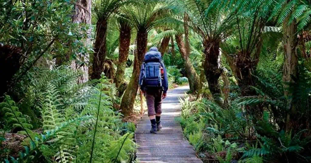 Free Guided Winter Bushwalks For All Ages And Abilities