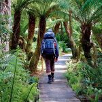 This Spring With Hornsby Shire Offers Free Guided Bushwalks