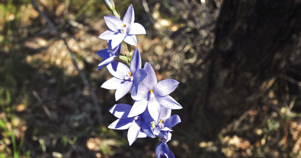 Dotted Sun Orchid