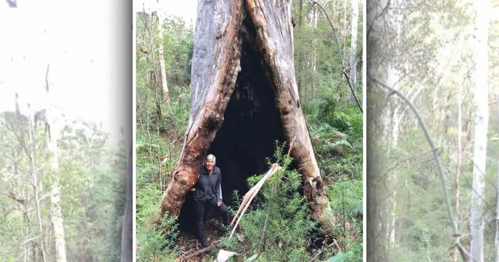 Tench's Prospect Australia Mountain