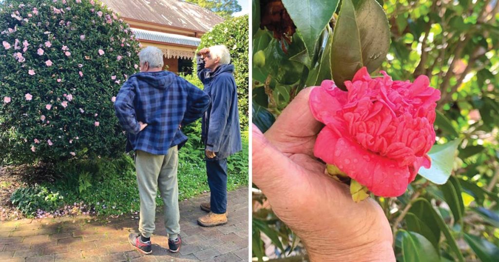 Camellia Experts Visit Netherby Garden