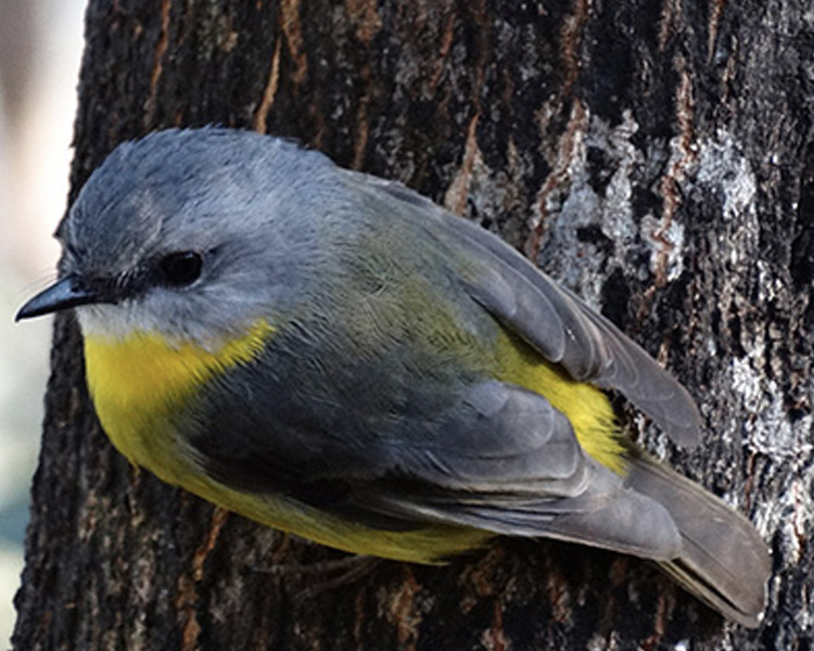 Hornsby Shire Aussie Bird Count – Hornsby