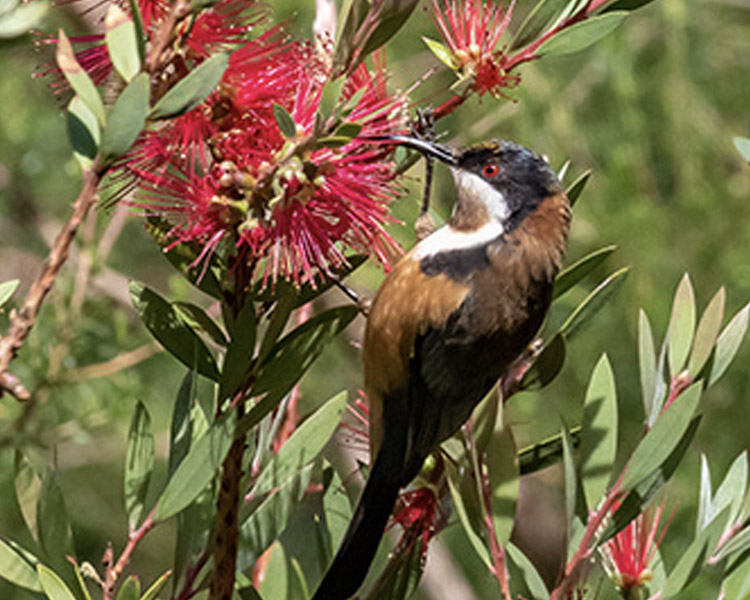 Hornsby Shire Aussie Bird Count – Cheltenham