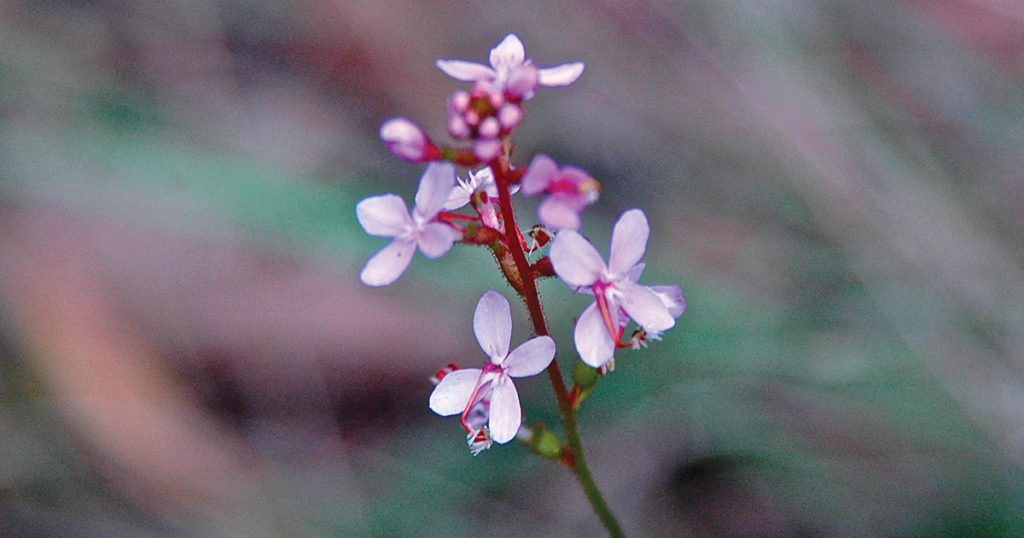 Hidden in the Hills- Trigger Plants