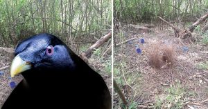 Satin Bowerbird