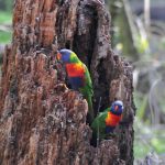 Hidden in the Hills: Bird Nesting Hollows