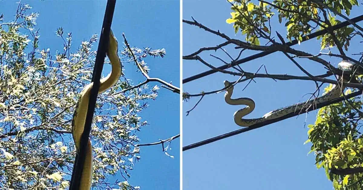 Sleepy Snakes Sssseason Is Here!