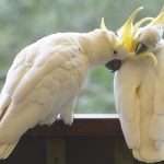 Praise for White Cockatoos