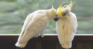 Australian Native Birds: White Cockatoos