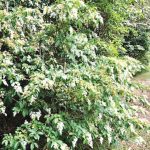 The Privet Problem